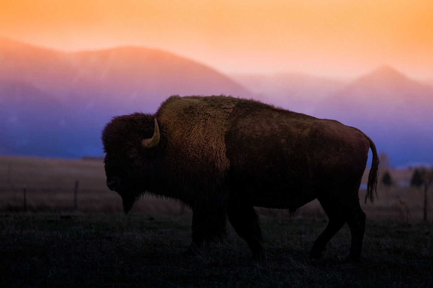 A lone bison bull at sunset in front of hazy mountains
