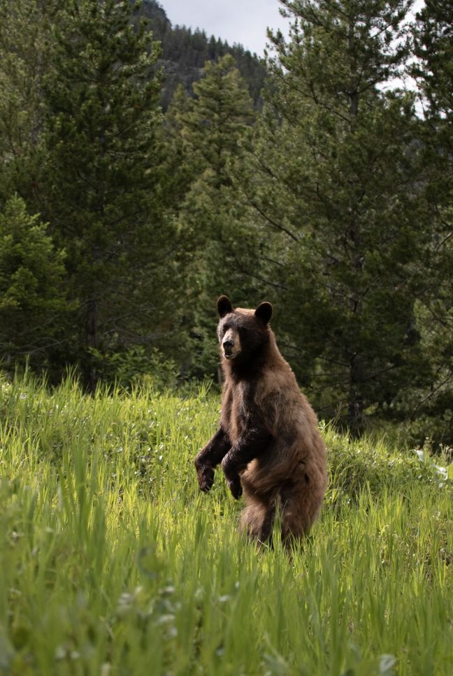 A cinnamon-colored black bear standing on its hind legs in a green meadow